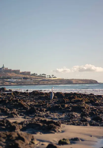 Gün batımında kayaların arasında yalnız bir balıkçıl ile sakin bir sahil anı. Sakin sahil şeridine ve uzak binalara bakıyor.