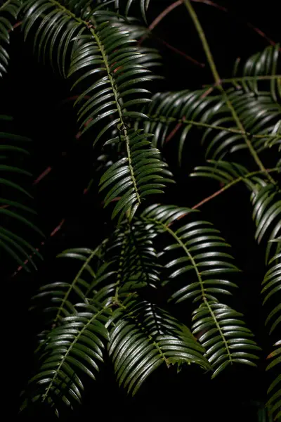 Parlak Evergreen Şırıngaları Gölge ve Işıkta