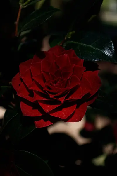 parkta kırmızı gül