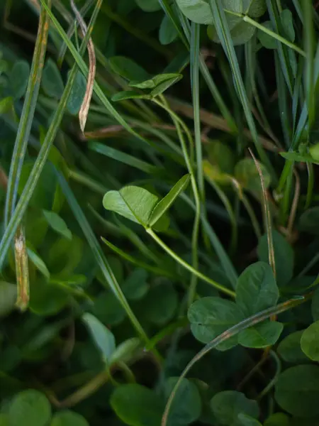 Ormandaki Güzel Yonca