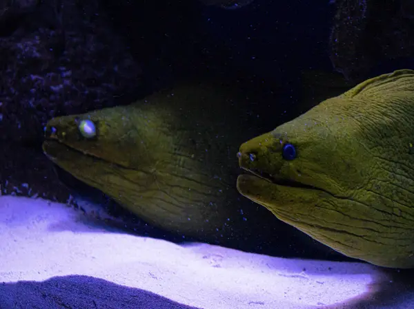 Akvaryumdaki sarı balık 