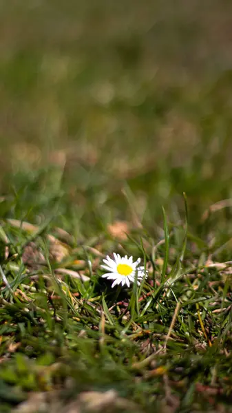 Lush Green Grass 'ta yalnız Daisy