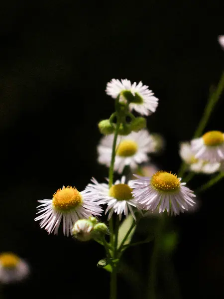 Yeşil çimlerde Daisy