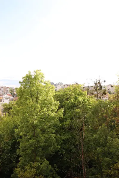 Lush Green Trees ile Şehir Manzarası