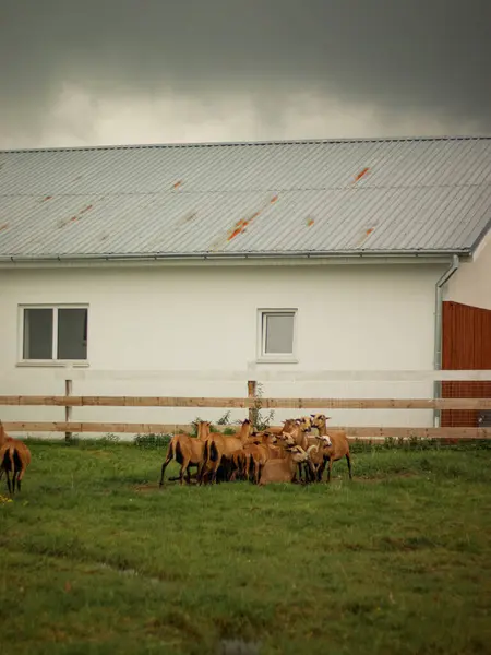 Koyun Sürüsü Otlatma ve Otlakta Yürüme