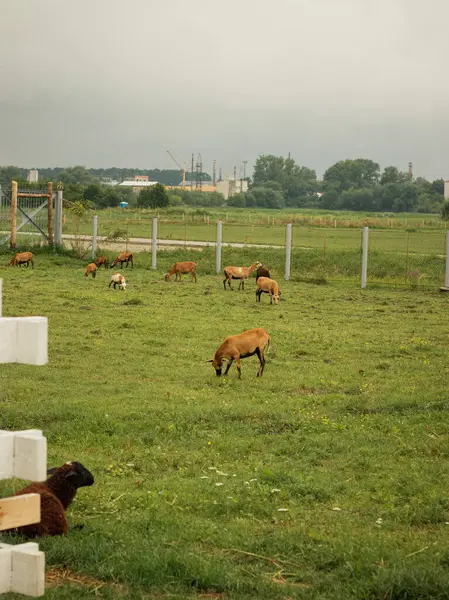 Koyun Sürüsü Otlatma ve Otlakta Yürüme