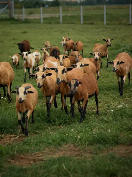 Koyun Sürüsü Otlatma ve Otlakta Yürüme