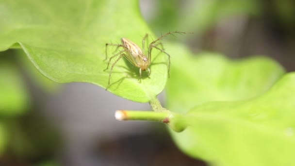 緑の葉の上のLynx Spider クモの一種です — ストック動画