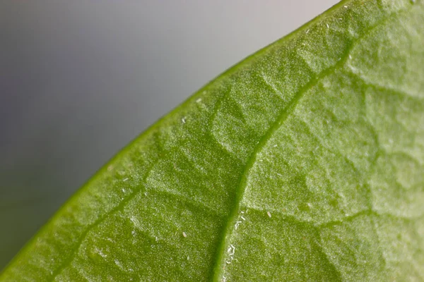 muscle and texture of leaf have many small insect aphids, jasmine leaf.