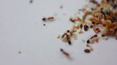 Vahşi yaşamın makro görüntüsü kırmızı karıncalar, hayvan böcekleri.