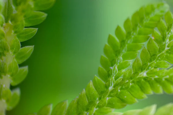 Beautiful Close Green Wild Ferns Depth Field Forest — Stock Photo, Image