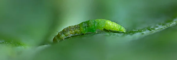 Grön Diamondback Moth Krypa Suddiga Löv Bakgrund — Stockfoto