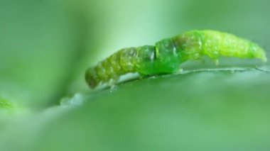 Yeşil Diamondback güvesi bulanık yaprak arka planda sürünüyor.