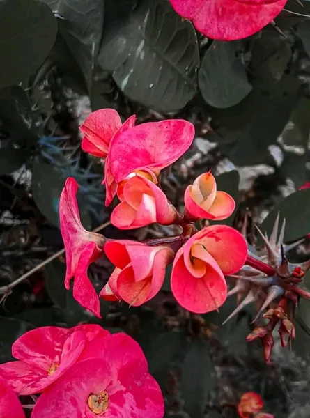 Bela Flor Vermelha Fundo Escuro — Fotografia de Stock