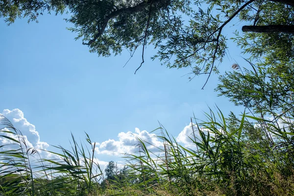 bahar bulutları ve yeşillik