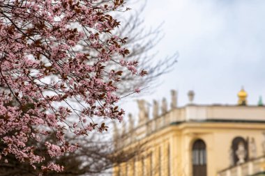 Schloss Schonbrunn 'da Kiraz Çiçeği