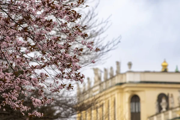 Schloss Schonbrunn 'da Kiraz Çiçeği