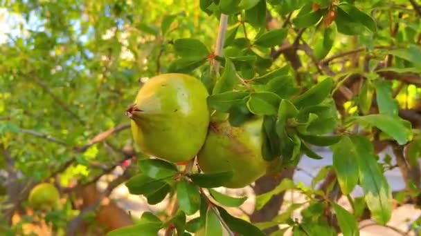 Zöld Gránátalma Gyümölcs Fán — Stock videók