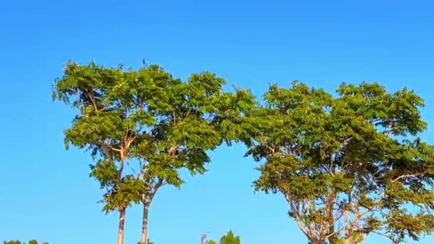 Drzewa Poruszające Się Wiatrem Tle Nieba — Wideo stockowe