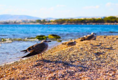 Deniz kenarında yürüyen martılar.