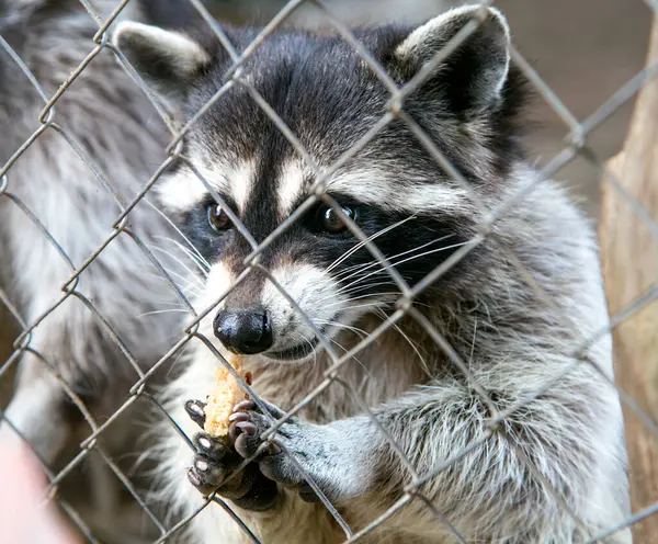 Raccoon in the zoo. Animal in a cage.High quality photo