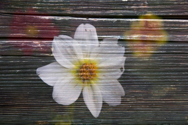 Flower on Flower on wood texture.overlay.wood texture.overlay. Background.Texture.High quality photo