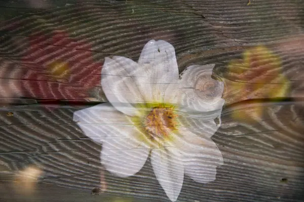 Kwiat Kwiecie Fakturze Drewna Overlay Wood Tekstury Overlay Tło Tekstury — Zdjęcie stockowe