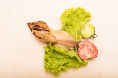 Büyük achatina salyangozu marul yaprağı yer. Vejetaryenlik, hayvan refahı. Yüksek kalite fotoğraf