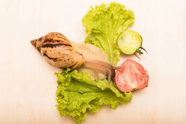 Büyük achatina salyangozu marul yaprağı yer. Vejetaryenlik, hayvan refahı. Yüksek kalite fotoğraf