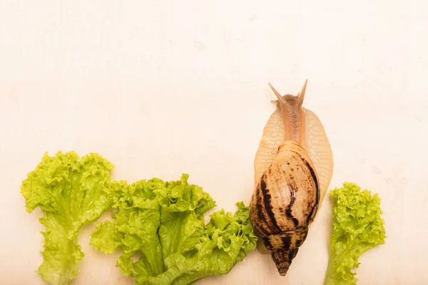 大きなアカティナカタツムリはレタスの葉を食べる 菜食主義動物福祉 高品質の写真 — ストック写真