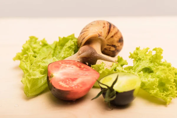 Large Achatina Snail Eats Lettuce Leaf Vegetarianism Animal Welfare High — Stock Photo, Image
