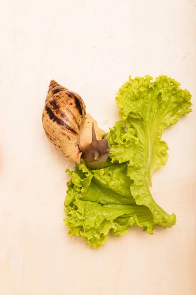 大きなアカティナカタツムリはレタスの葉を食べる 菜食主義動物福祉 高品質の写真 — ストック写真