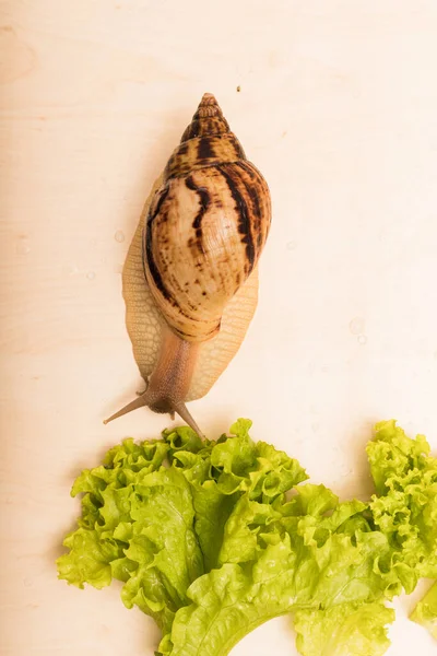 Gros Escargot Achatina Mange Des Feuilles Laitue Végétarisme Bien Être — Photo