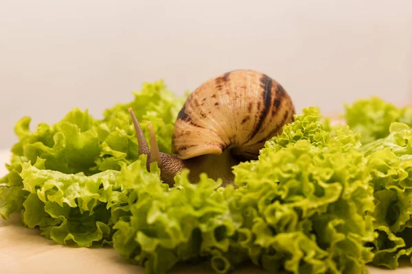 大的蜗牛吃莴苣叶 素食主义动物福利高质量的照片 — 图库照片