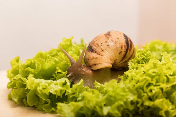 Melcul Mare Achatină Mănâncă Frunze Salată Verde Vegetarianism Bunăstarea Animalelor — Fotografie, imagine de stoc