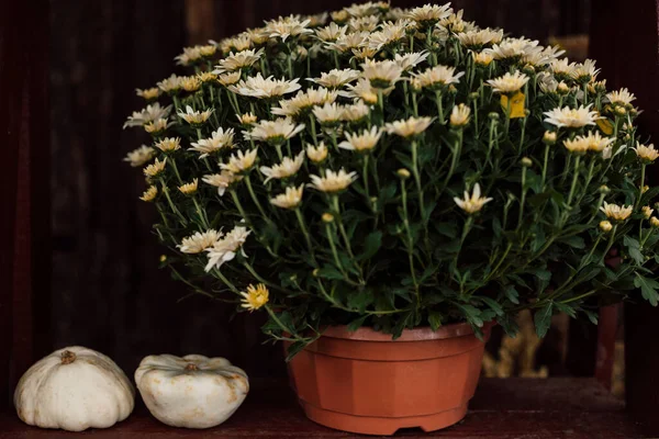 庭のポーチのポットに美しい白い菊 高品質の写真 — ストック写真