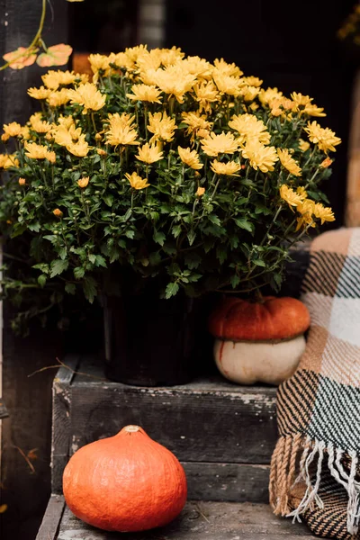 Hermosos Crisantemos Amarillos Macetas Porche Patio Foto Alta Calidad — Foto de Stock