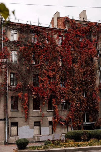Old Historic House Overgrown Grapes Autumn Red Grapes Facade Building — Stock Photo, Image