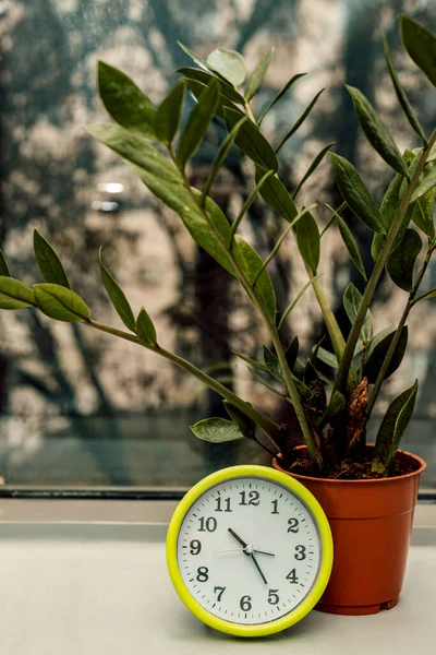 目覚まし時計が観葉植物の近くの窓辺にある 行動する時間だ 高品質の写真 — ストック写真