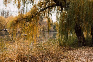 Sonbaharda suyun üzerinde söğüt ağacı. Manzara, doğa. Yüksek kalite fotoğraf