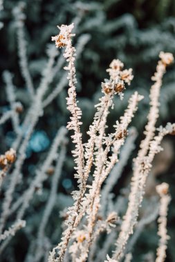 Ağaç dallarında kar. Ağaç dallarında buz. Kış manzarası. Yüksek kalite fotoğraf