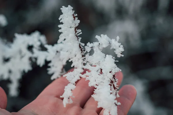 Χιόνι Κλαδιά Δέντρων Πάγωμα Κλαδιά Δέντρων Χειμερινό Τοπίο Υψηλής Ποιότητας — Φωτογραφία Αρχείου