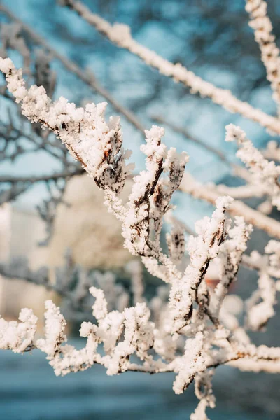 Ağaç dallarında kar. Ağaç dallarında buz. Kış manzarası. Yüksek kalite fotoğraf
