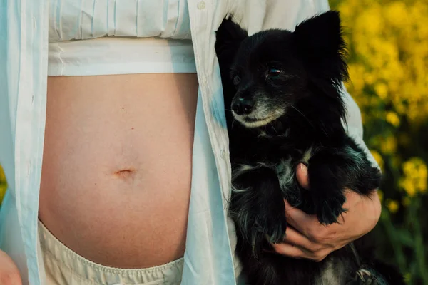 Pregnant Woman Small Black Dog Nature Rapeseed Field High Quality — Zdjęcie stockowe