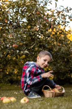 Bahçedeki bir çocuk sepetteki elmaları topluyor. Kırsal kesimde çocukluk. Elma suyu. Yüksek kalite fotoğraf