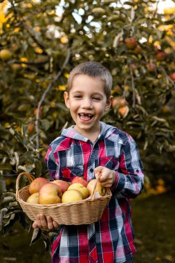 Bahçedeki bir çocuk sepetteki elmaları topluyor. Kırsal kesimde çocukluk. Elma suyu. Yüksek kalite fotoğraf