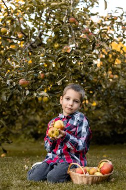 Bahçedeki bir çocuk sepetteki elmaları topluyor. Kırsal kesimde çocukluk. Elma suyu. Yüksek kalite fotoğraf