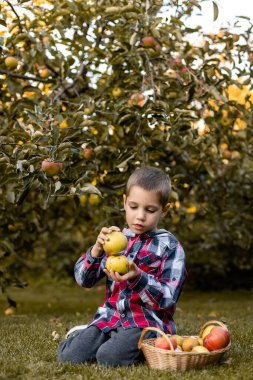 Bahçedeki bir çocuk sepetteki elmaları topluyor. Kırsal kesimde çocukluk. Elma suyu. Yüksek kalite fotoğraf