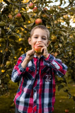 Bahçedeki bir çocuk sepetteki elmaları topluyor. Kırsal kesimde çocukluk. Elma suyu. Yüksek kalite fotoğraf