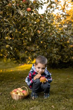 Bahçedeki bir çocuk sepetteki elmaları topluyor. Kırsal kesimde çocukluk. Elma suyu. Yüksek kalite fotoğraf